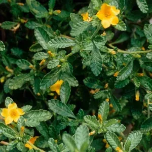Damiana Turnera diffusa plant Mexico herb