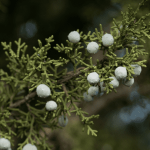 Juniper essential oil Juniperus californica tree California